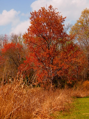 [Large, mature tree with a silvery bark, dark-red leafy-like blossoms, and reddish leaves.]